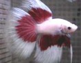 /album/hs-peixes-ornamentais/beta-macho-jpg/